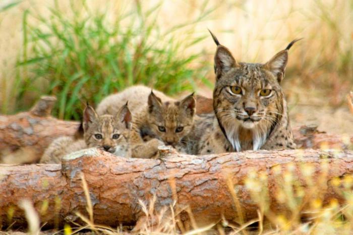 17 самых редких кошек со всего мира, о которых вы не слышали раньше