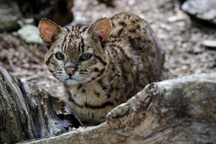 17 самых редких кошек со всего мира, о которых вы не слышали раньше