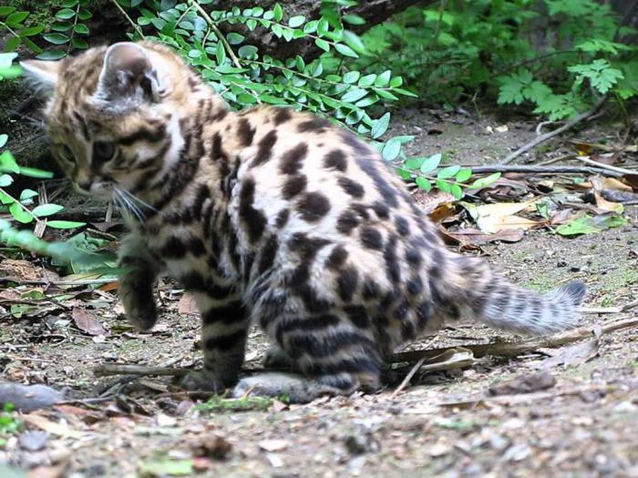 17 самых редких кошек со всего мира, о которых вы не слышали раньше