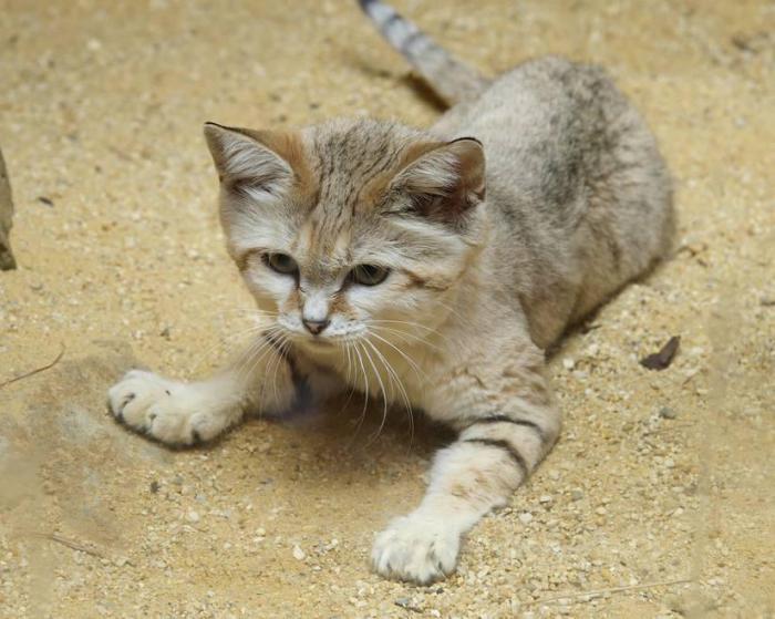 17 самых редких кошек со всего мира, о которых вы не слышали раньше