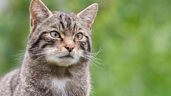 17 самых редких кошек со всего мира, о которых вы не слышали раньше