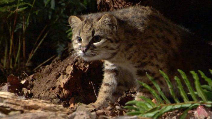 17 самых редких кошек со всего мира, о которых вы не слышали раньше