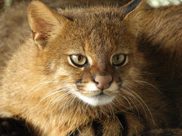 17 самых редких кошек со всего мира, о которых вы не слышали раньше