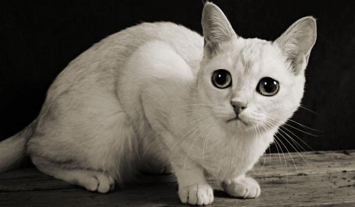 17 самых редких кошек со всего мира, о которых вы не слышали раньше