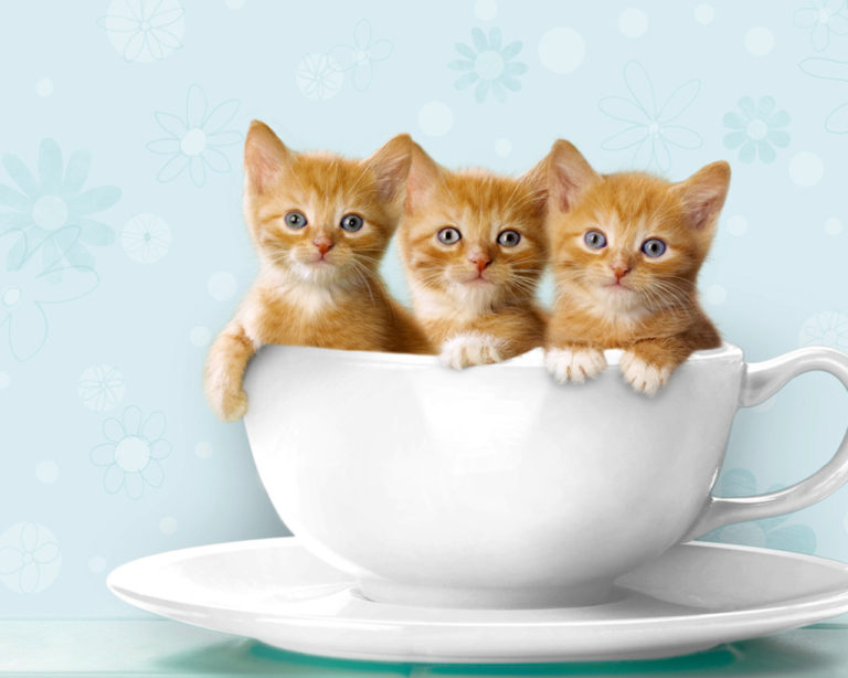 Рыжие котята
