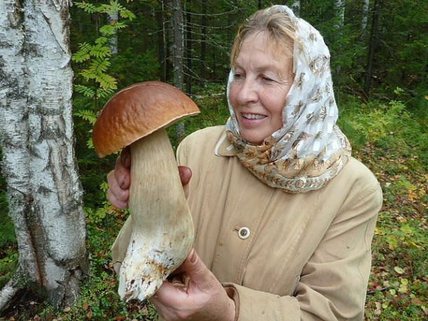 к чему снятся большие белые грибы