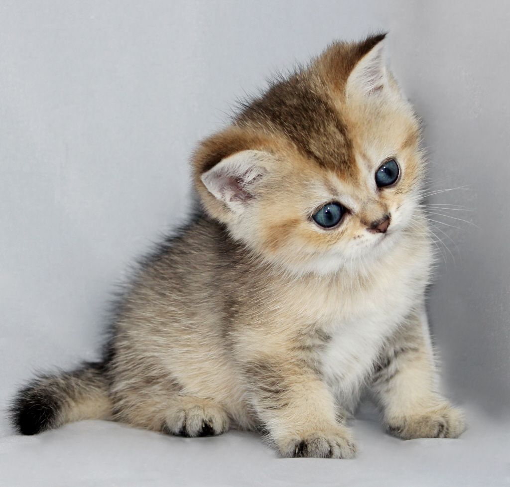 Котенок шотландской короткошерстной