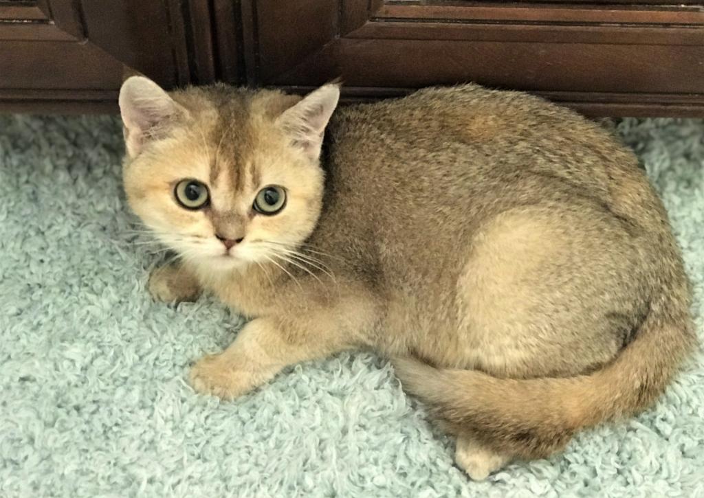 Прямоухая кошка