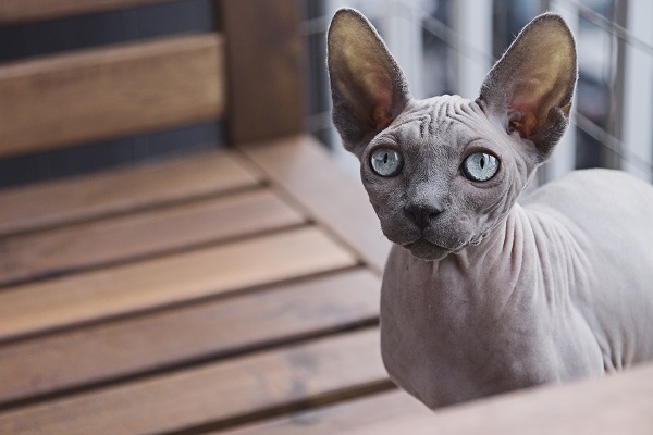 Чем кормить кота