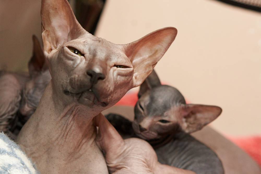 Кошка с котятами