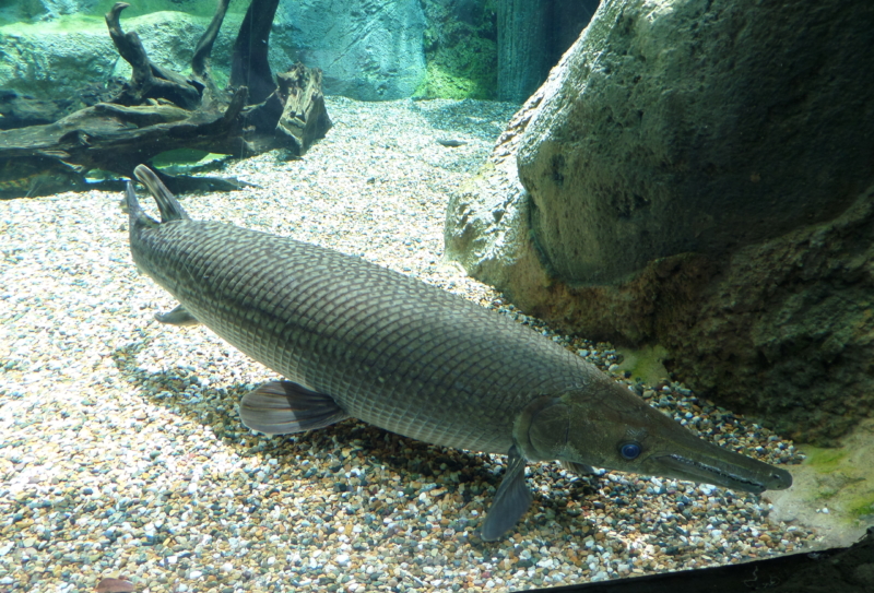 Atractosteus spatula