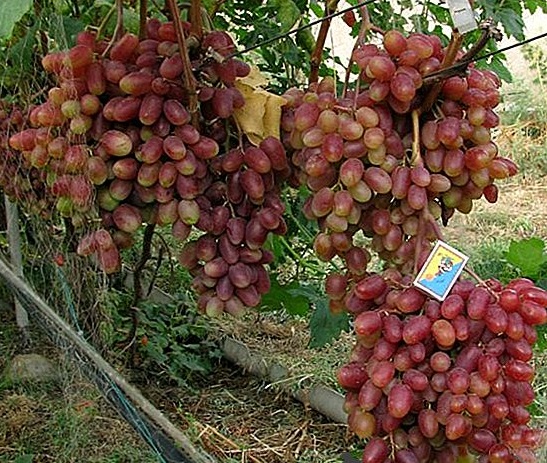 Сорт "потомок ризамата"