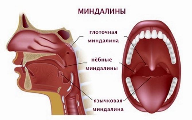 Расположение миндалин