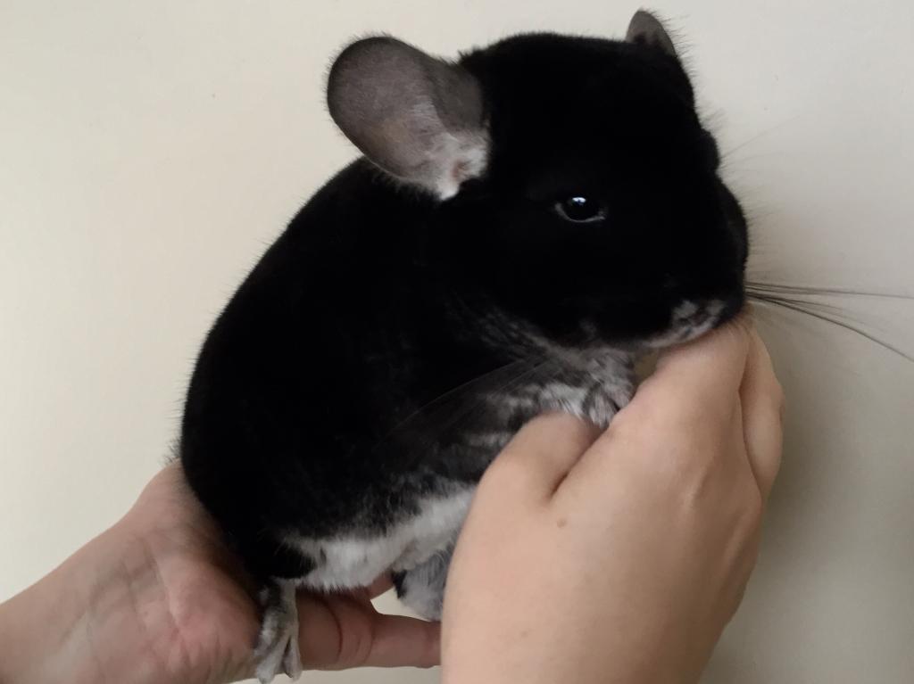Щенок черной шиншиллы