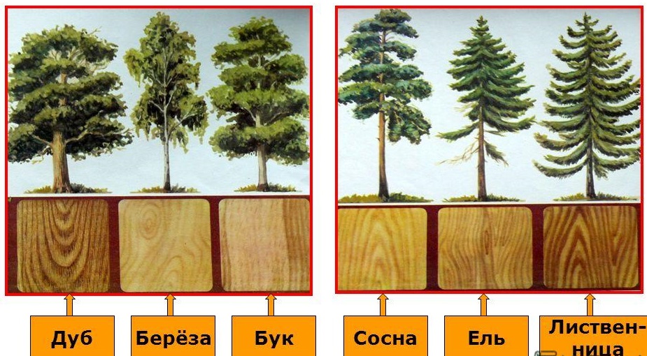 твердость древесины таблица