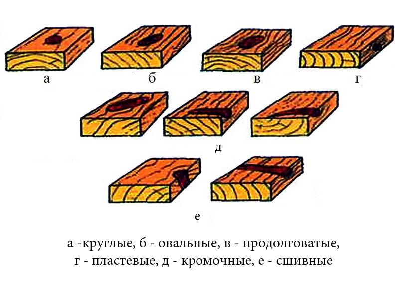 хвойные породы