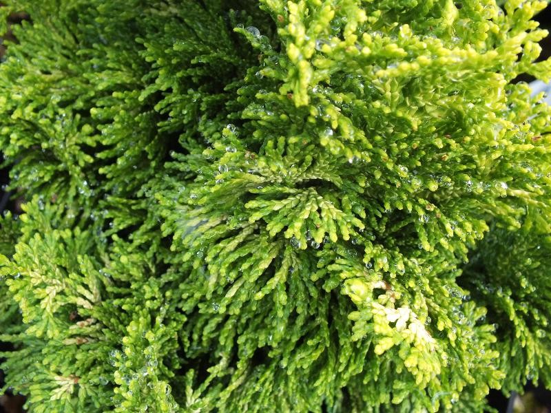 Кипарисовик Lutea