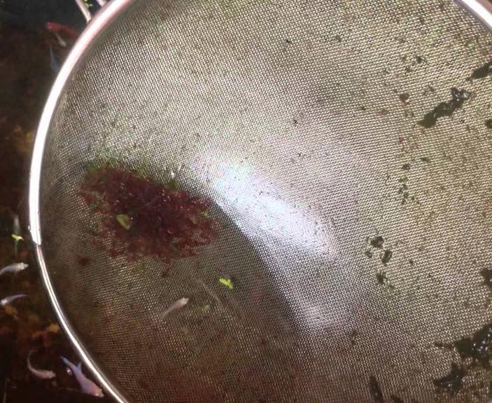 как хранить мотыля дома зимой